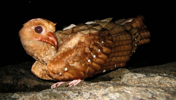 O guácharo, pássaro noturno amazônico será estudado pela Icarus Initiative.